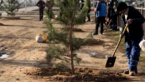 «Таза Қазақстан»: в Актобе высажено 150 сосен