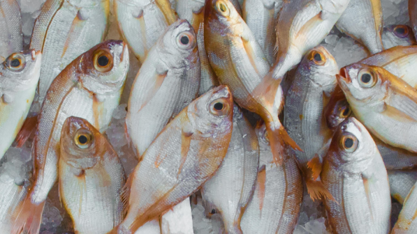 В Казахстане выявлены массовые нарушения правил охоты и рыболовства в ходе операции «Браконьер»