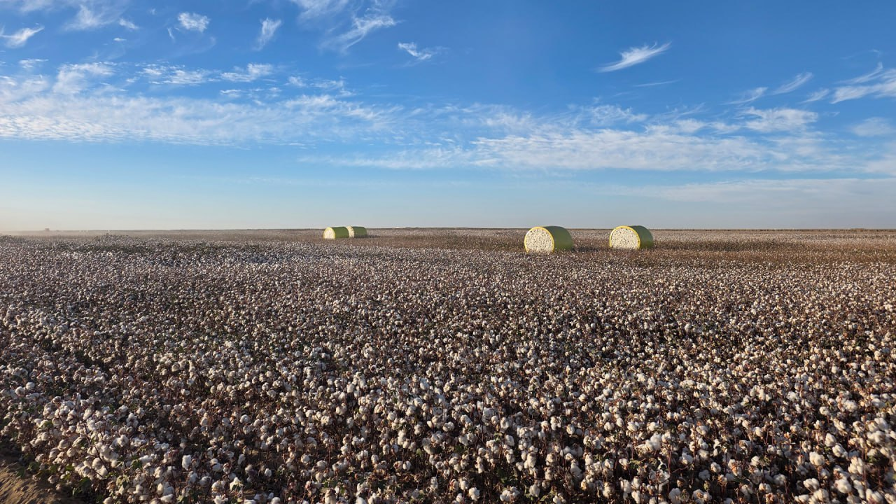 В Туркестанской области создадут крупнейший хлопково-текстильный кластер полного цикла