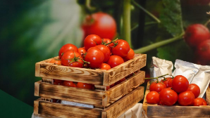 Тепличный комплекс построят в Шымкенте