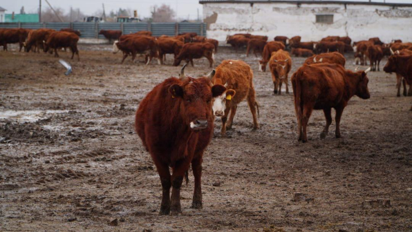 Крупный мясной кластер формируется в Акмолинской области
