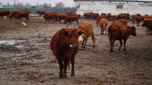 Крупный мясной кластер формируется в Акмолинской области