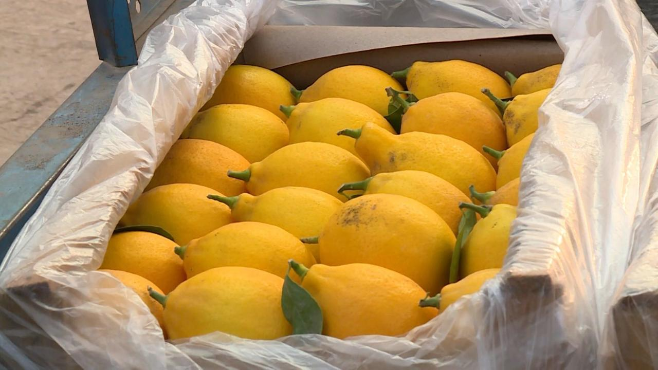 Сарыагашский крестьянин собирает из теплицы 200 тонн лимонов в год