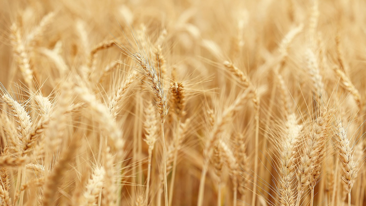 Партия кормовой муки отправлена в Китай