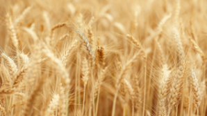 Партия кормовой муки отправлена в Китай