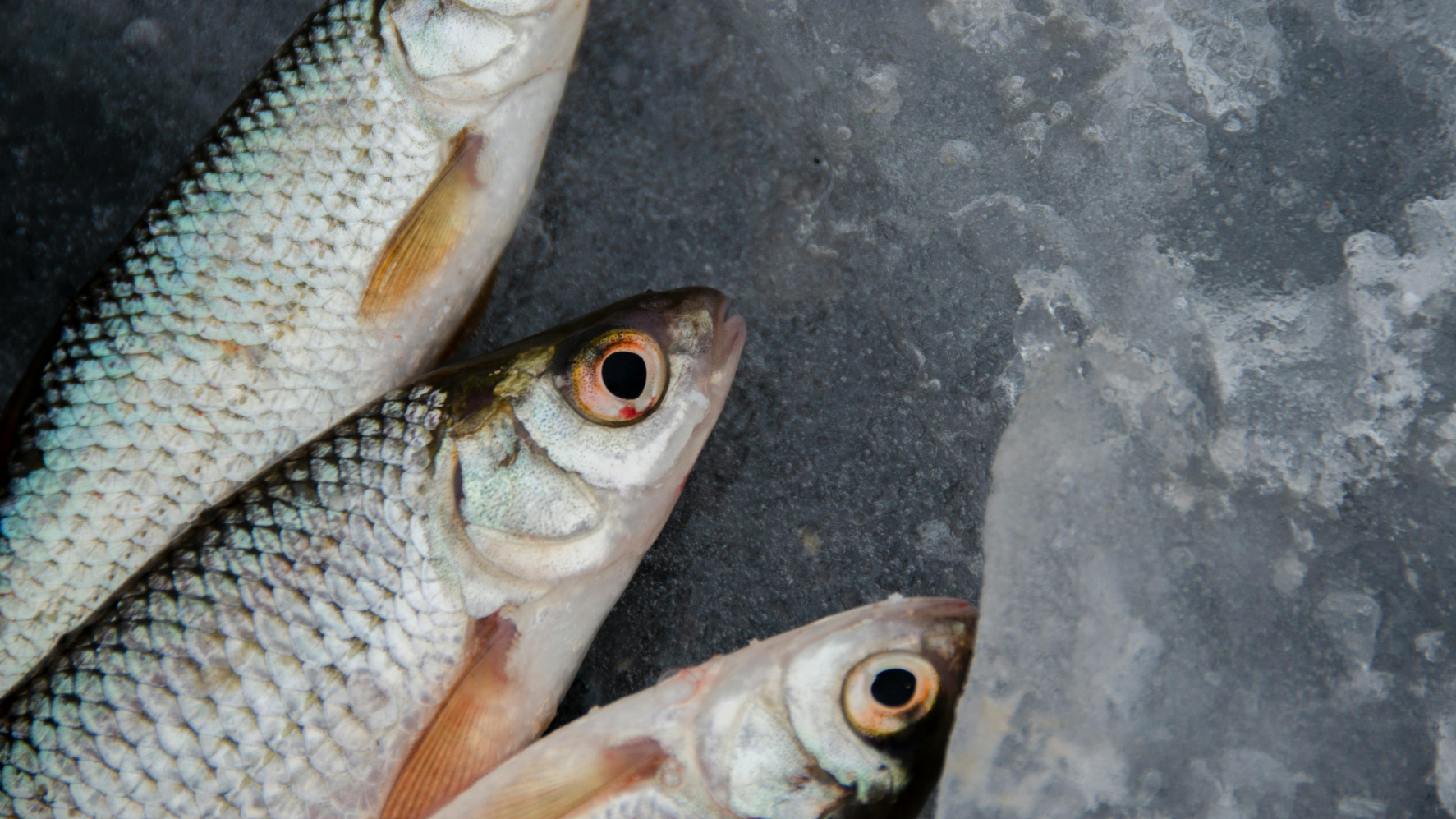 В Казахстане рыбная отрасль демонстрирует рост