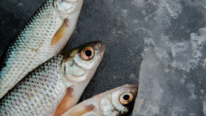 В Казахстане рыбная отрасль демонстрирует рост