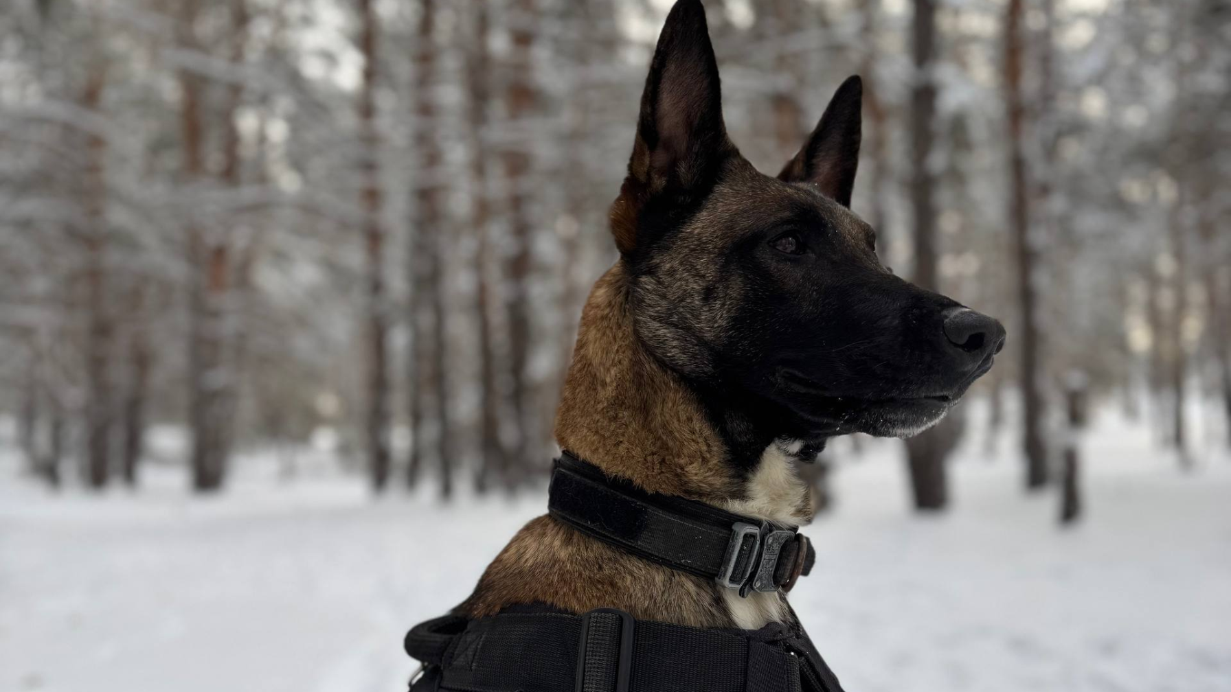 Служебные собаки помогли раскрыть около 30 преступлений в области Абай