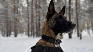 Служебные собаки помогли раскрыть около 30 преступлений в области Абай