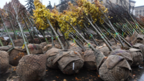 В Алматы до 2030 года планируется высадить еще 1,3 млн деревьев и кустарников