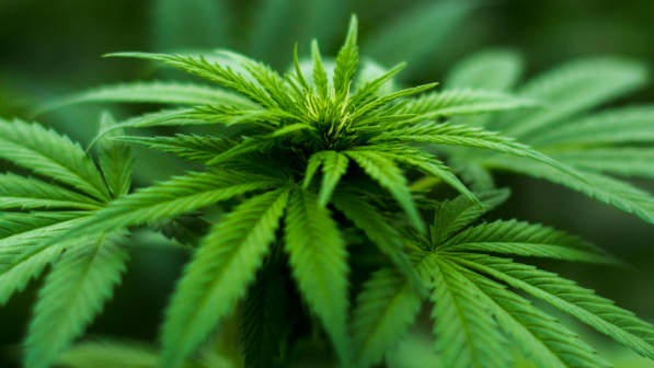 В Жамбылской области изъято свыше 30 кг наркотических веществ