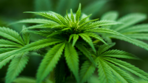 В Жамбылской области изъято свыше 30 кг наркотических веществ