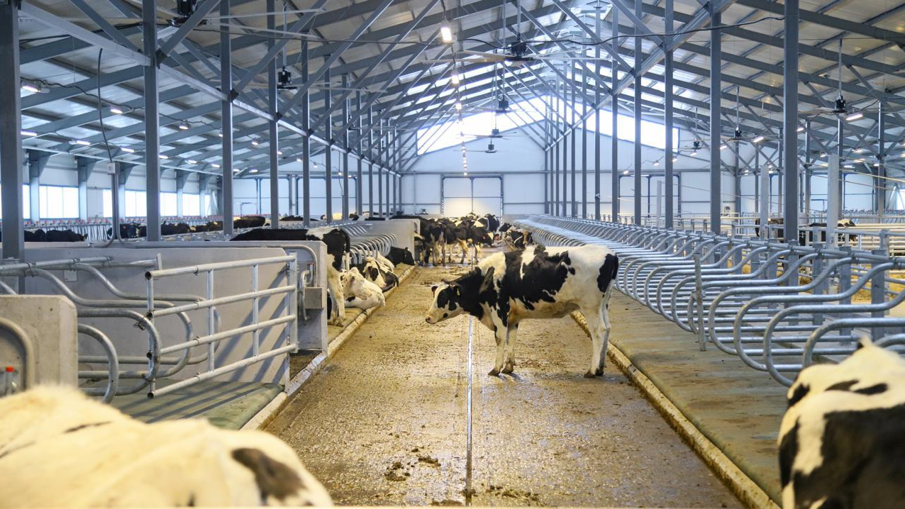 В ВКО открыта новая молочно-товарная ферма