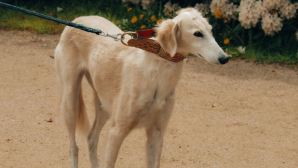 В Алматы представили научные разработки Института генетики и физиологии