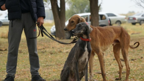 В Алматы создали ДНК-банк тазы и тобета