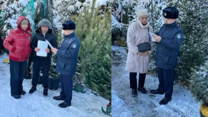 В Алматы усилили контроль за охраной хвойных деревьев