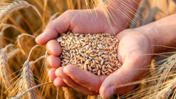 Казахстан увеличил поставки зерна за рубеж