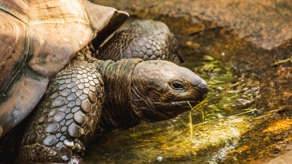 В Казахстане введен запрет на пользование среднеазиатской черепахой и ее дериватами