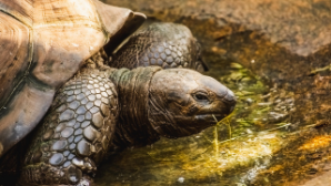 В Казахстане введен запрет на пользование среднеазиатской черепахой и ее дериватами