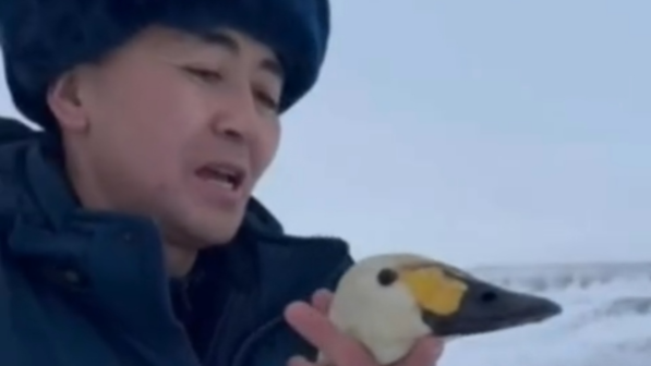 В ВКО полицейские и сельчанин спасли раненого лебедя