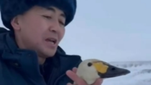 В ВКО полицейские и сельчанин спасли раненого лебедя