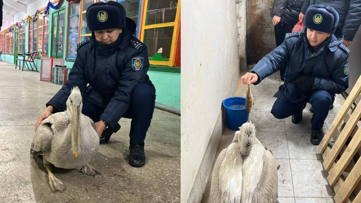 Полиция помогла редкому пеликану в Семее