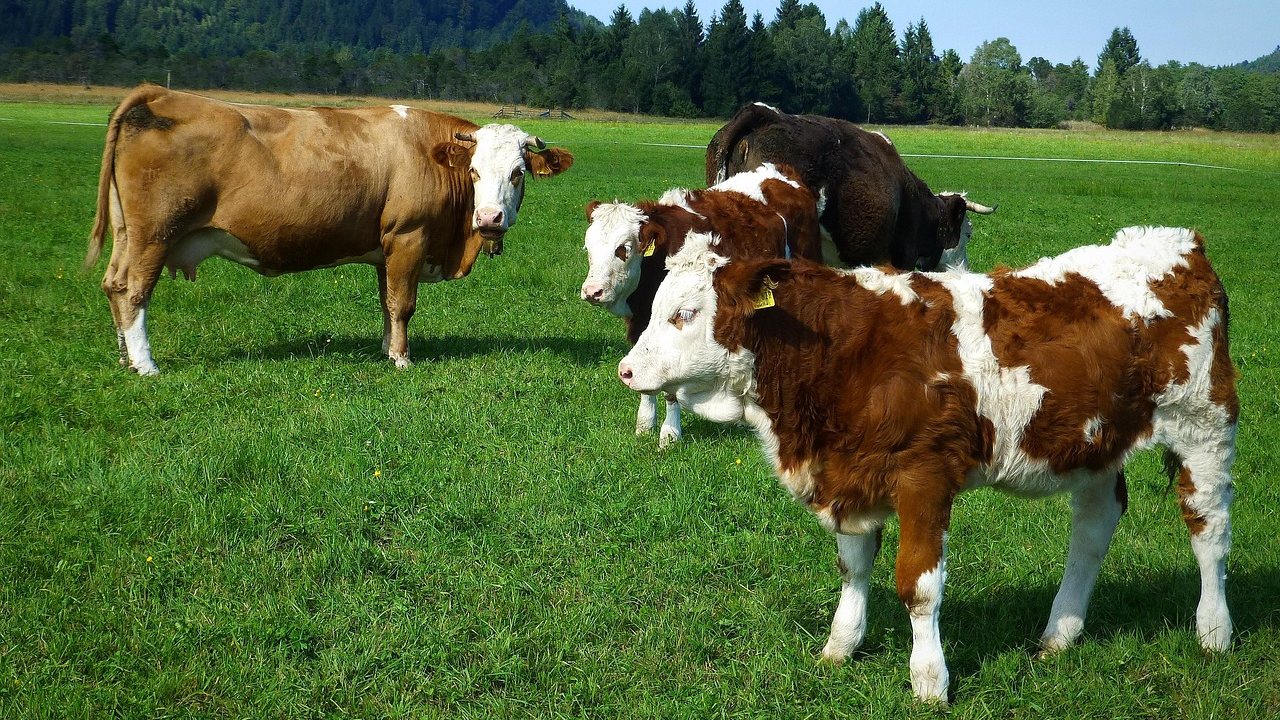 В Казахстане вводятся квоты на вывоз мяса КРС ​