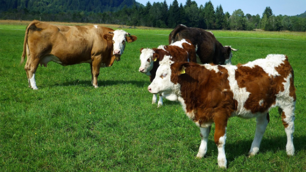 В Казахстане вводятся квоты на вывоз мяса КРС ​