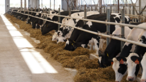 В Алматинской области построят завод по производству кормов для домашних животных 