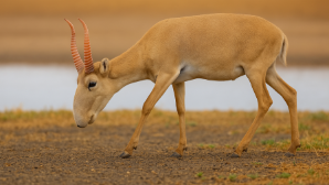 В Карагандинской и Павлодарской областях пресечен канал браконьерства сайги