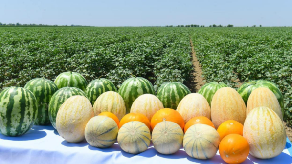 Туркестанская область стала лидером в республике по объему сельхозпродукции