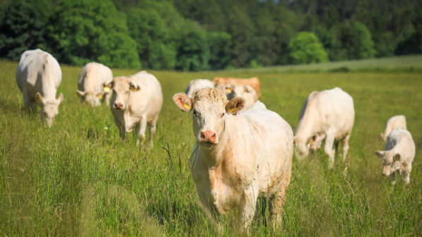 Молочно-товарную ферму на 1200 голов построят в Алматинской области