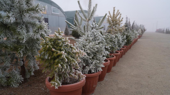 В Туркестанской области строится современный питомник 