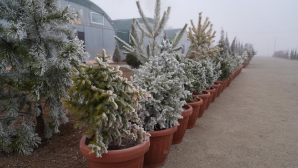 В Туркестанской области строится современный питомник 