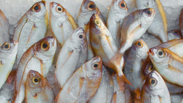 Рынок рыбной продукции в Казахстане вырос на 10%