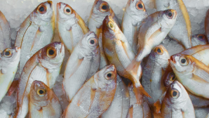 Рынок рыбной продукции в Казахстане вырос на 10%
