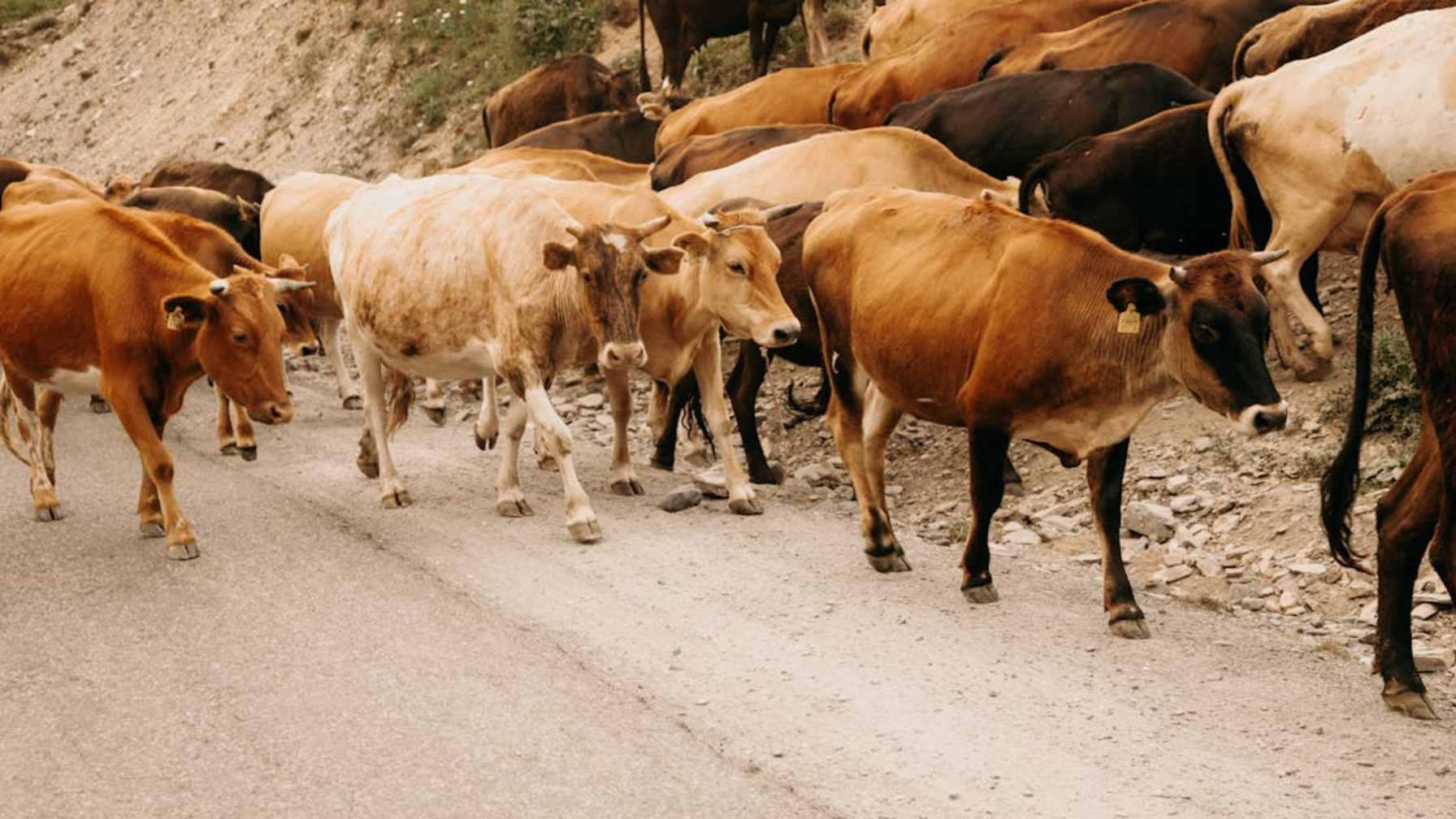Скотокрадов в Туркестанской области вычислили с помощью дрона