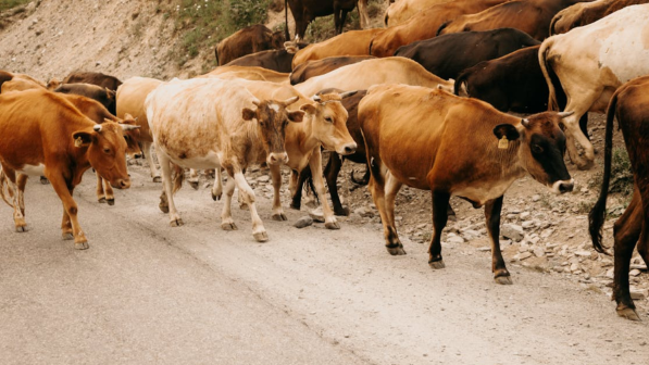 Скотокрадов в Туркестанской области вычислили с помощью дрона