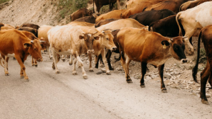 Скотокрадов в Туркестанской области вычислили с помощью дрона