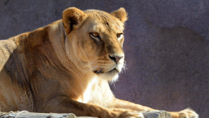 Алматинский зоологический парк объявляет акцию по приёму использованных новогодних ёлок