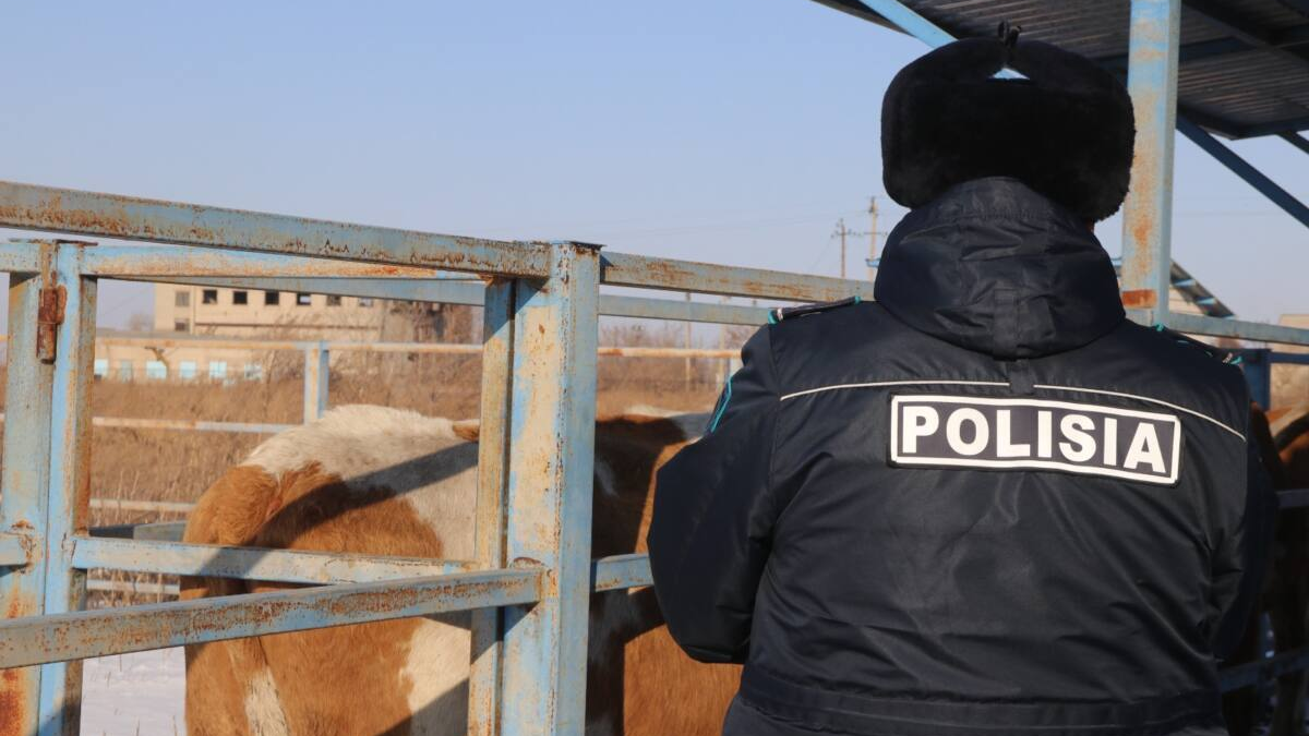 Полиция раскрыла кражу скота с помощью дрона в Туркестанской области