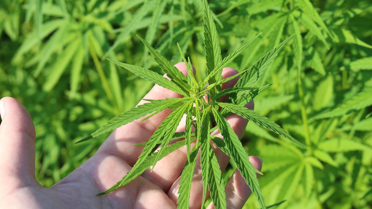 Домашнее выращивание конопли пресечено полицией в Карагандинской области