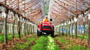 В Туркестанской области началась посадка ранних овощных культур