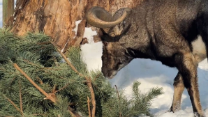 Алматинский зоопарк подвел итоги акции «Сдай елку»