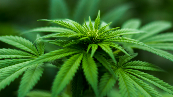 В Караганде студент осужден на 15 лет за контрабанду и распространение наркотиков