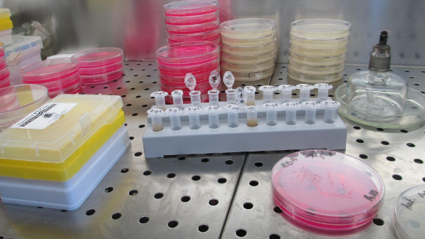 В Алматы началось строительство завода по производству желатина и коллагена