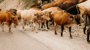 В Шымкенте задержаны подозреваемые в краже скота на 25 млн тенге