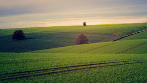 Проект по переработке кукурузы и сои реализуется в Кызылординской области