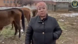 Пропавший табун лошадей возвращен полицейскими в Туркестанской области