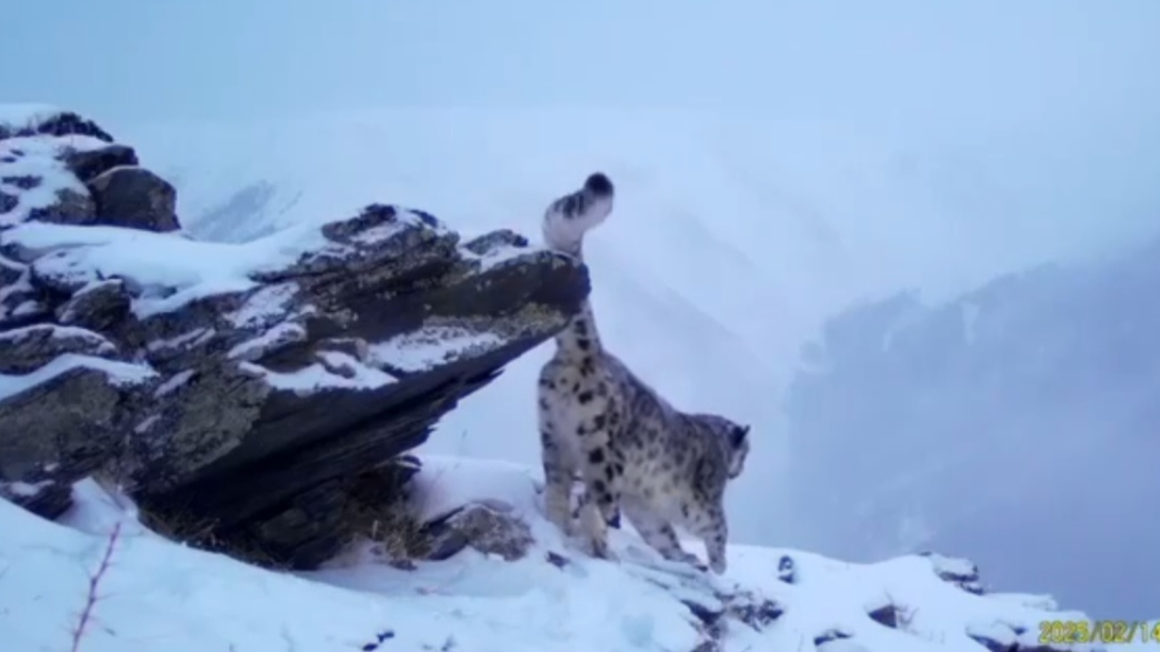 Снежному барсу установлен спутниковый ошейник для его защиты и мониторинга